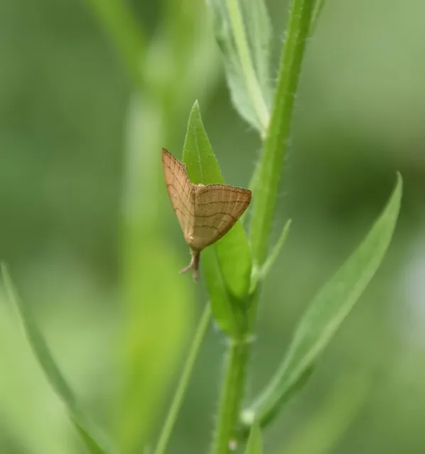 Polypogon tentacularia - sötétaljú karcsúbagoly