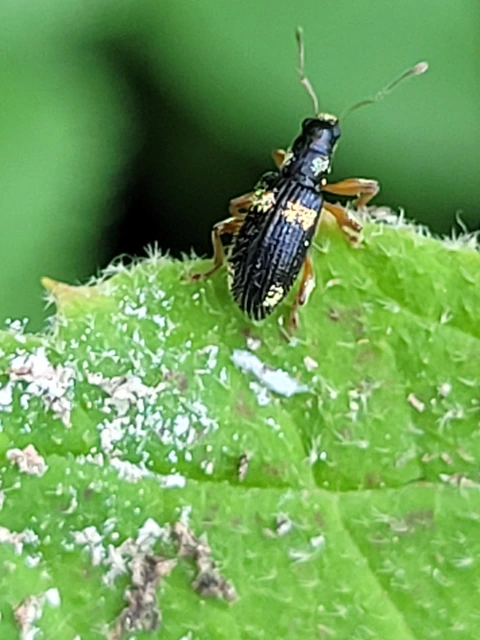 Polydrusus viridicinctus - zöldöves lombormányos