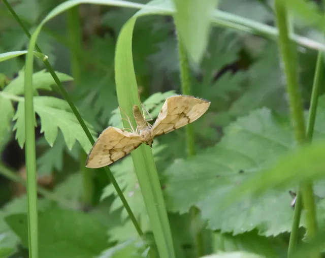 Eulithis pyraliata - sárga galajaraszoló