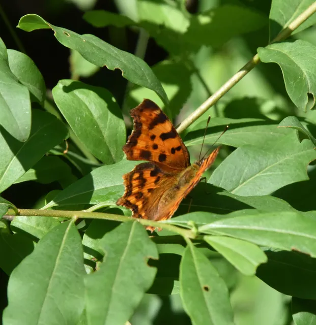 Nymphalis c-album - C-betűs lepke