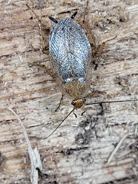 Blattodea - Csótányok