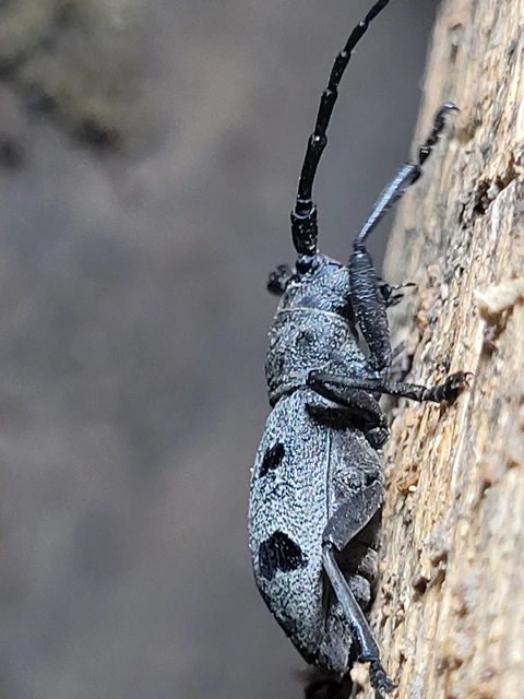 Morimus asper funereus - gyászcincér
