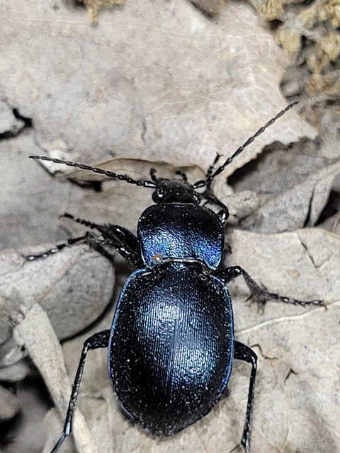 Carabus convexus - selymes futrinka