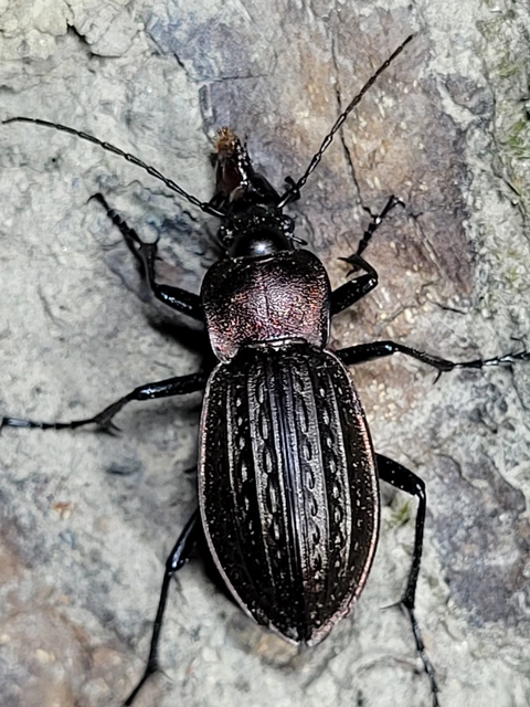 Carabus cancellatus - ragyás futrinka