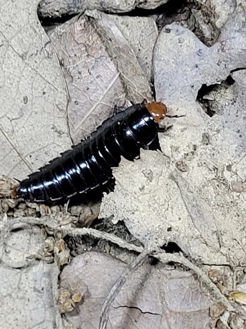 Dendroxena quadrimaculata - négypettyes dögbogár