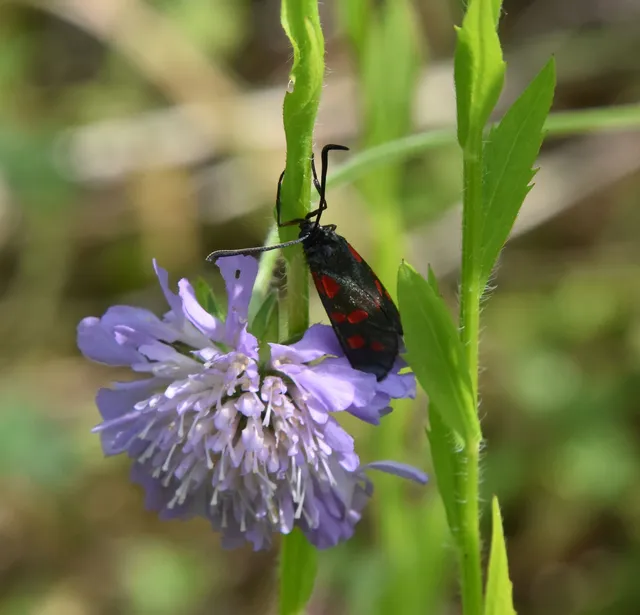Zygaena filipendulae - acélszínű csüngőlepke