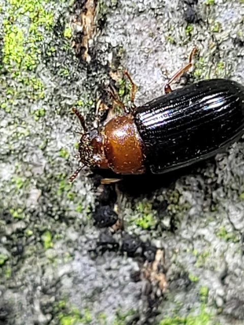 Neomida haemorrhoidalis