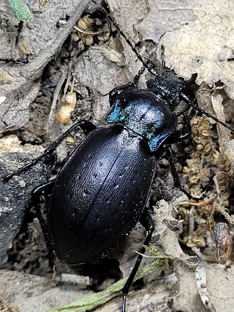 Carabus nemoralis - ligeti futrinka