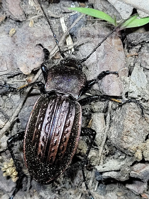 Carabus cancellatus - ragyás futrinka