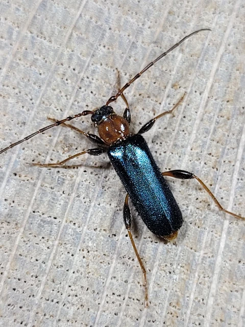 Phymatodes testaceus - változékony korongcincér