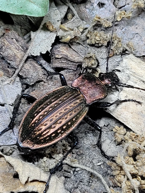 Carabus cancellatus - ragyás futrinka