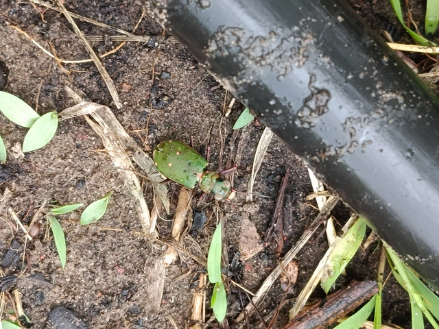 Cicindela campestris - mezei homokfutrinka