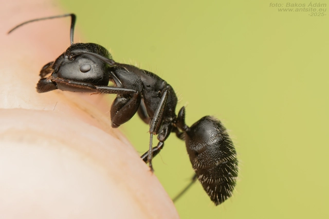 Camponotus vagus - fekete lóhangya