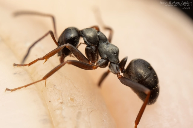 Formica fusca - kormos rabszolgahangya