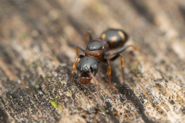 Dolichoderus quadripunctatus - négypettyes erdeihangya