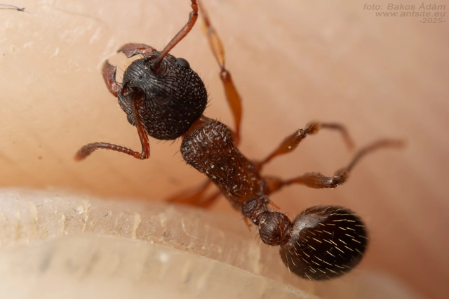 Myrmica schencki - kétszínű bütyköshangya