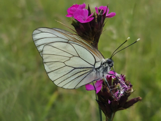 Aporia crataegi - galagonyalepke