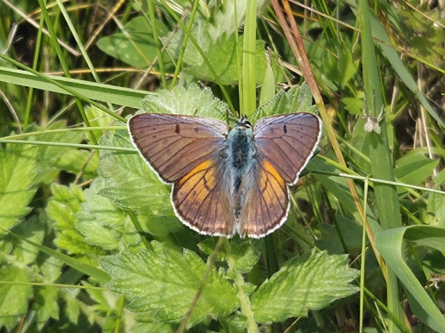 Lycaena alciphron - ibolyás tűzlepke