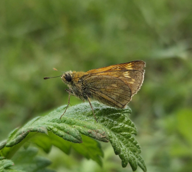 Ochlodes sylvanus - erdei busalepke