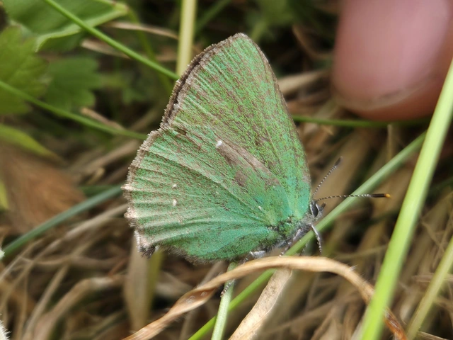Callophrys rubi - zöldfonákú lepke