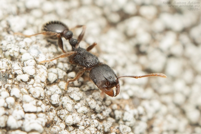 Tetramorium moravicum - morva gyepihangya