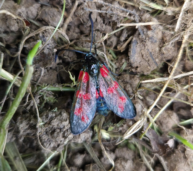 Zygaena filipendulae - acélszínű csüngőlepke