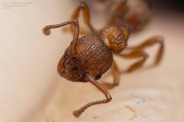 Myrmica sabuleti - gyakori bütyköshangya