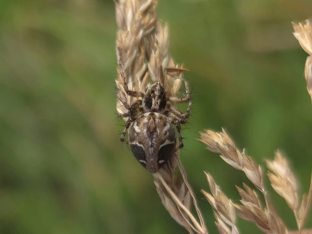 Oxyopes ramosus