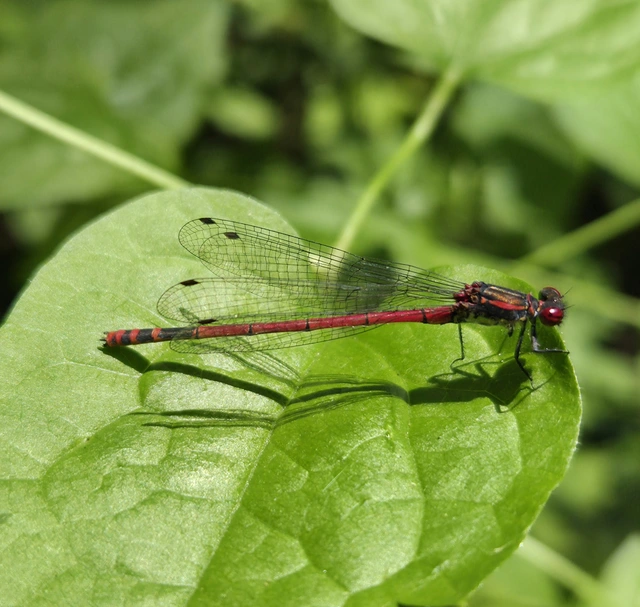 Pyrrhosoma nymphula interposita - vörös légivadász