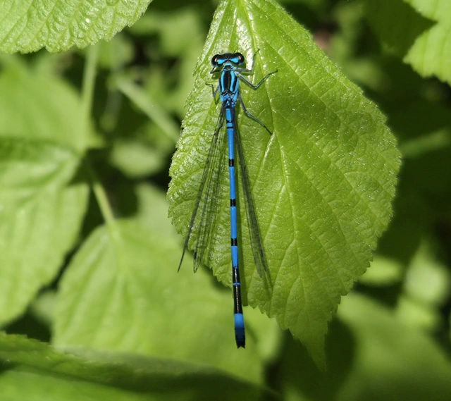 Coenagrion puella - azúrkék légivadász