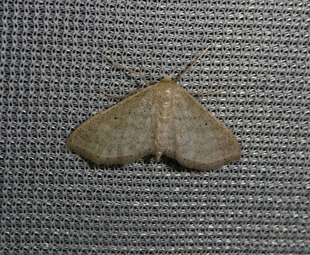 Idaea sylvestraria - szürke sávosaraszoló