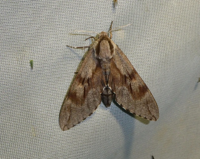 Hyloicus pinastri - fenyőszender