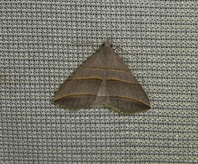 Colobochyla salicalis - háromsávos törpebagoly