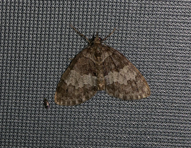 Hydriomena impluviata - égerfa-araszoló