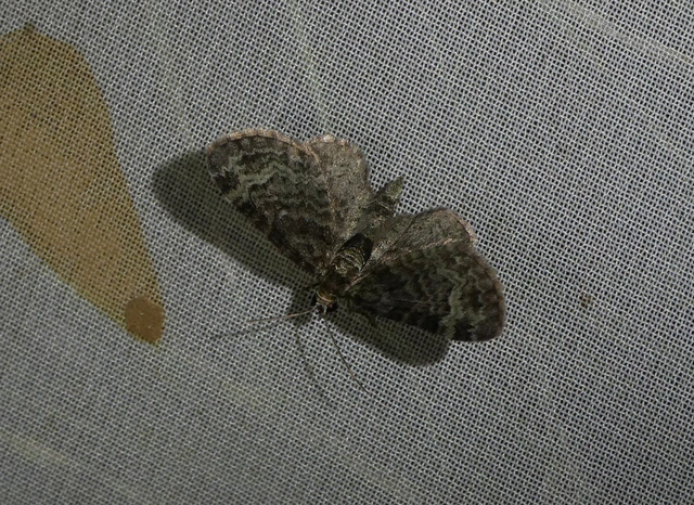 Pasiphila rectangulata - almavirág-araszoló