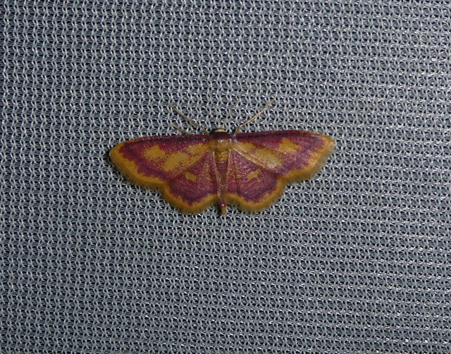 Idaea muricata - mocsári pirosaraszoló