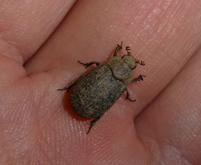 Trox cadaverinus - nagy irhabogár