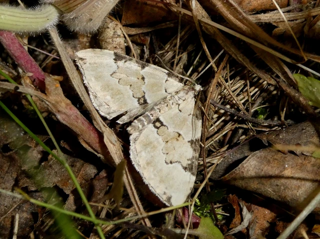 Colostygia pectinataria - zöld levélaraszoló