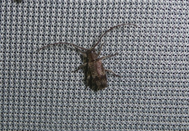 Exocentrus adspersus - tölgyfa-rőzsecincér