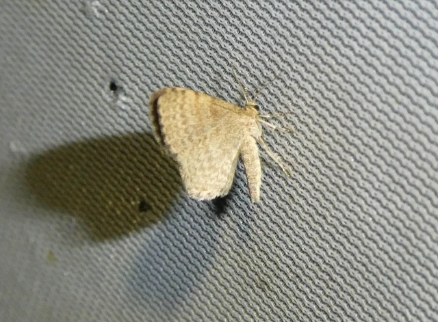 Euchoeca nebulata - barnás égeraraszoló
