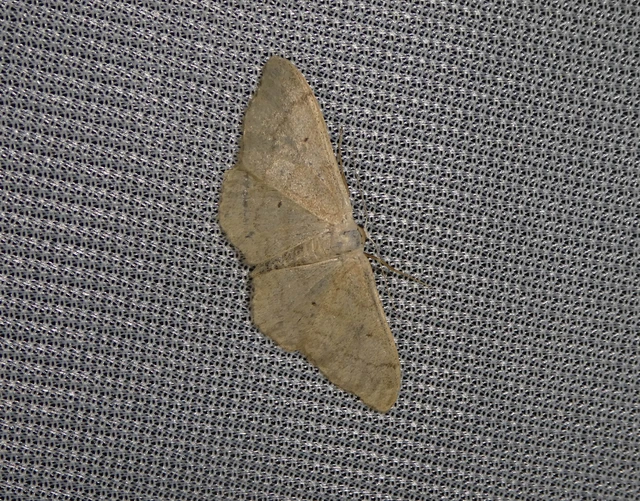 Idaea straminata - szalmasárga sávosaraszoló