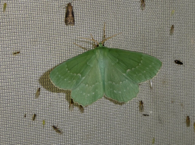 Geometra papilionaria - nagy zöldaraszoló