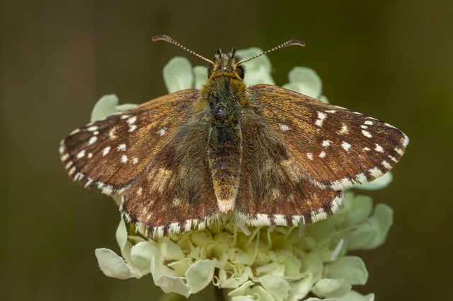 Pyrgus armoricanus - feles busalepke