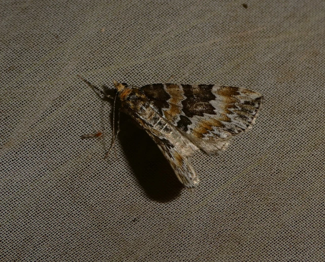 Electrophaes corylata - mogyoró-araszoló