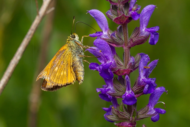 Ochlodes sylvanus - erdei busalepke