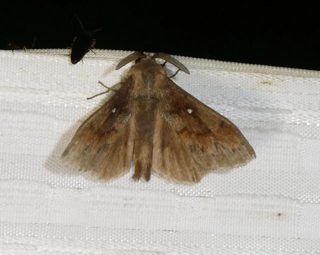 Dendrolimus pini - fenyőpohók