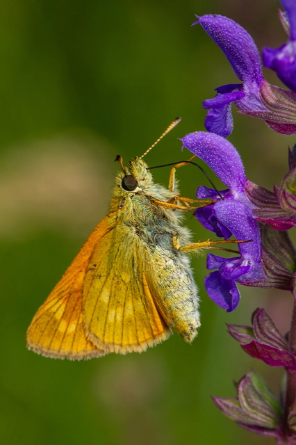 Ochlodes sylvanus - erdei busalepke