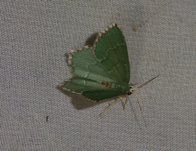 Hemithea aestivaria - nyír-zöldaraszoló