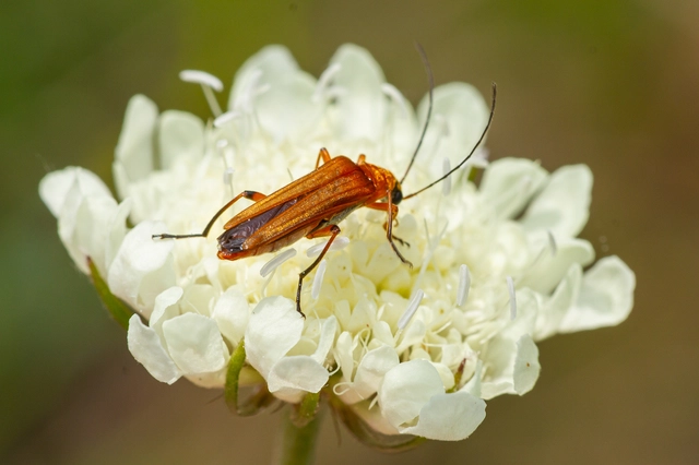 Oedemera podagrariae - székfű-álcincér
