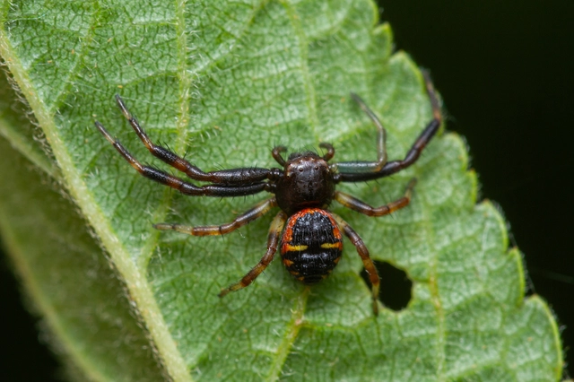 Synema globosum/ornatum